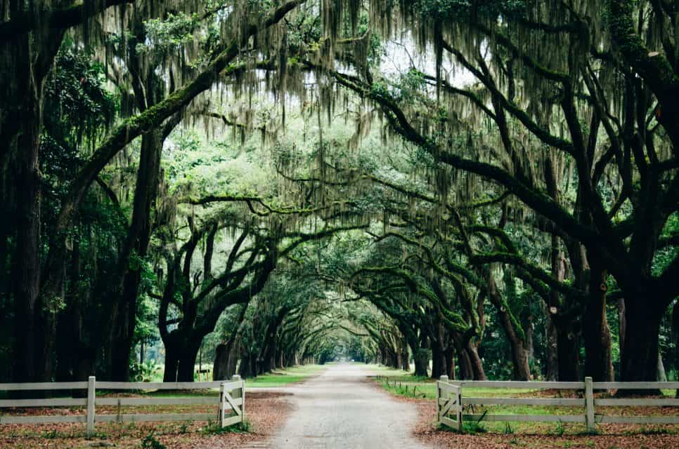 Moss covered oaks, Things to do in Savannah, Things to do in Savannah, GA, things to do in Savannah