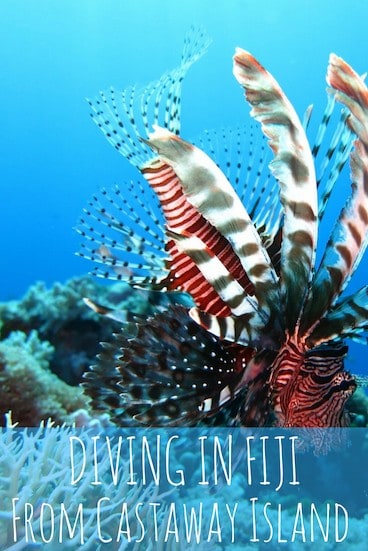 Diving in Fiji is fun!