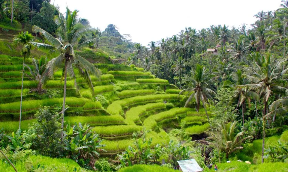 Tegalalang Rice Terraces, Time in Bali, Time in Bali, Indonesia Holiday in Bali