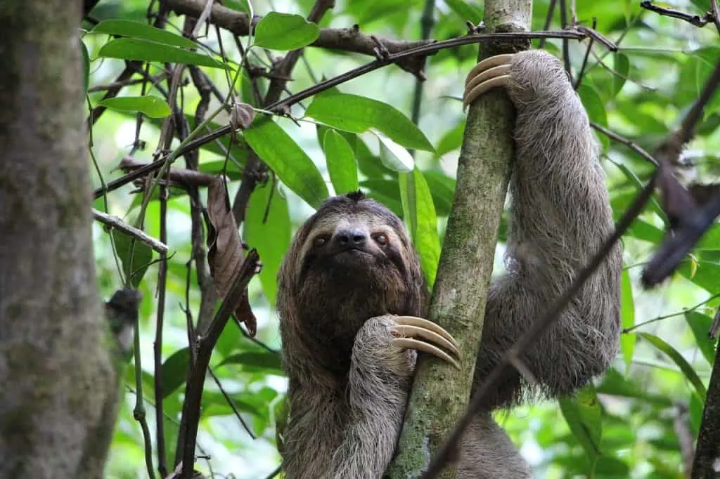 Costa Rica National Parks, sloth