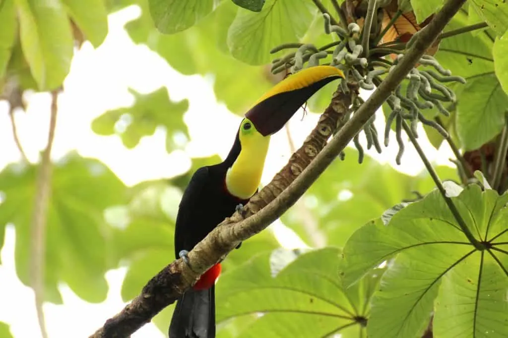 toucan, Costa Rica National Parks