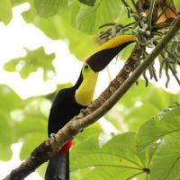 toucan, Costa Rica National Parks