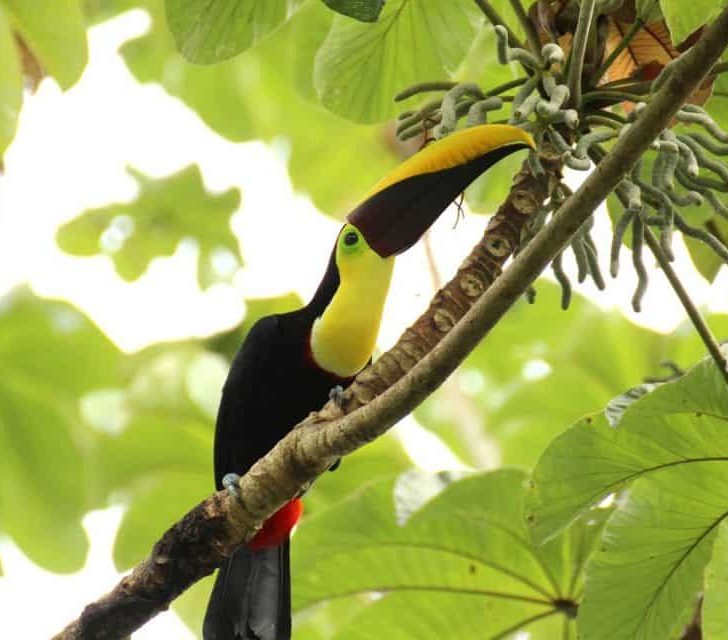 toucan, Costa Rica National Parks