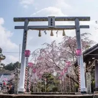 sakura bloom, sakura, cherry blossom festival, Japanese cherry blossom tree