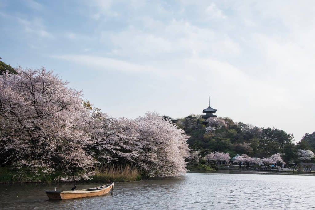 sakura bloom, sakura, cherry blossom festival, Japanese cherry blossom tree