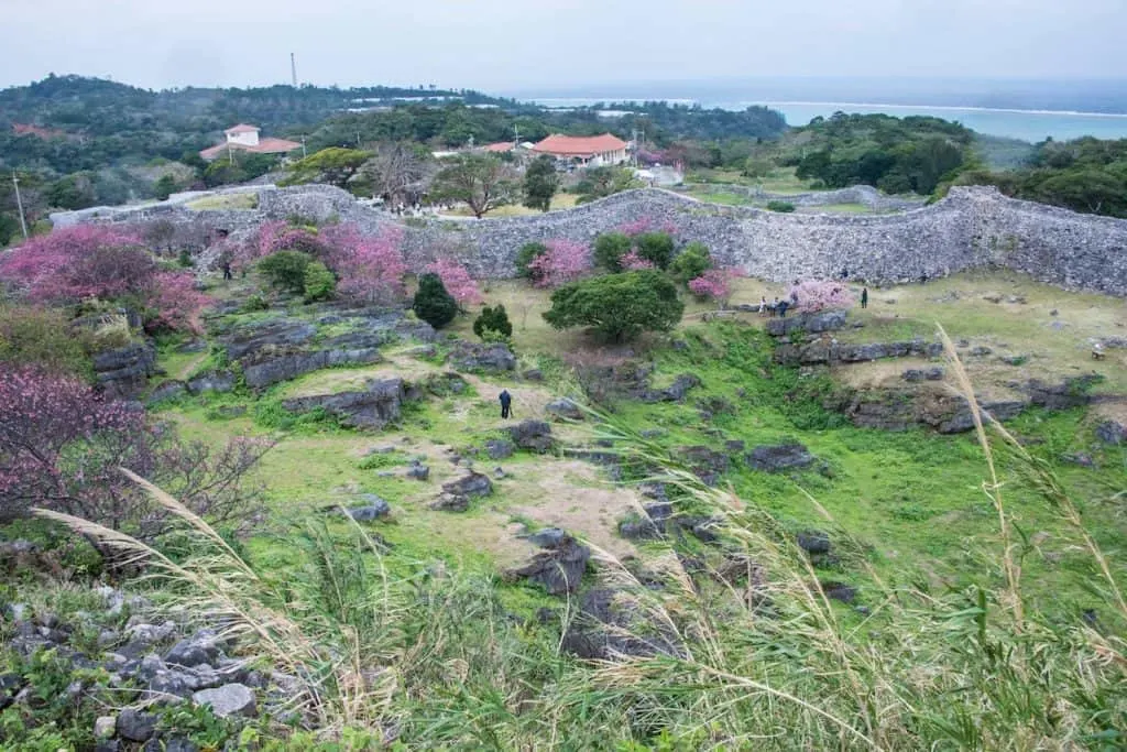 sakura bloom, sakura, cherry blossom festival, Japanese cherry blossom tree