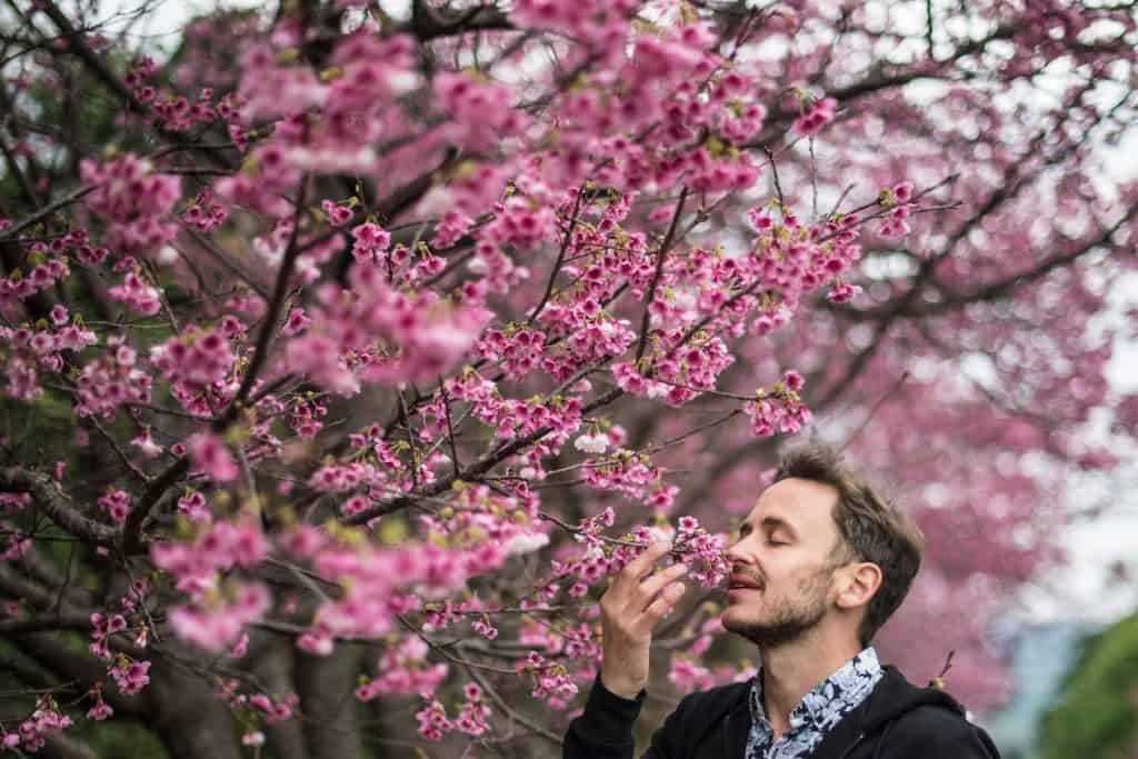 sakura bloom, sakura, cherry blossom festival, Japanese cherry blossom tree