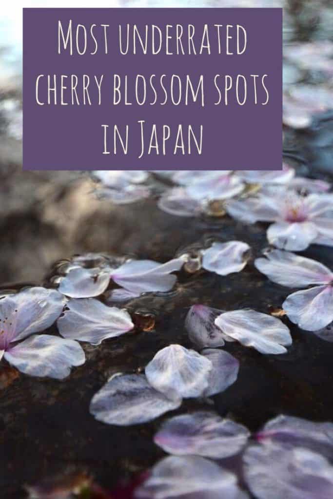 sakura bloom, sakura, cherry blossom festival, Japanese cherry blossom tree