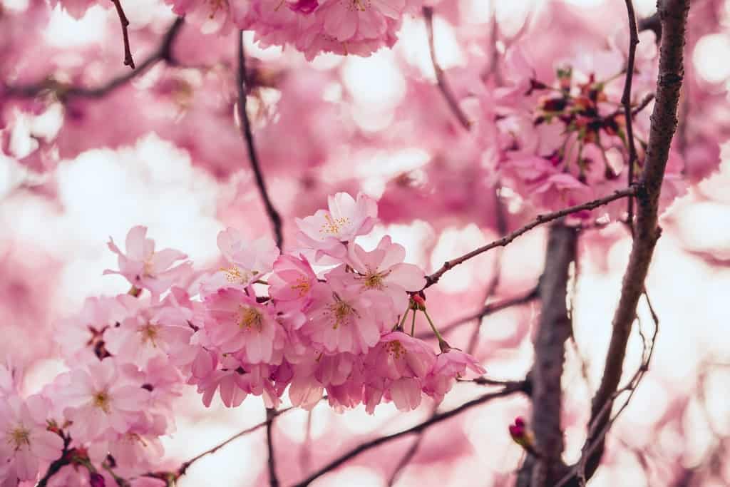 Favorite Cherry Blossom spots in Japan, sakura bloom, sakura, cherry blossom festival, Japanese cherry blossom tree, #japan #CherryBlossoms #spring