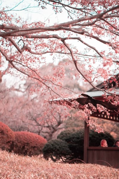 Favorite Cherry Blossom spots in Japan, sakura bloom, sakura, cherry blossom festival, Japanese cherry blossom tree, #japan #CherryBlossoms #spring