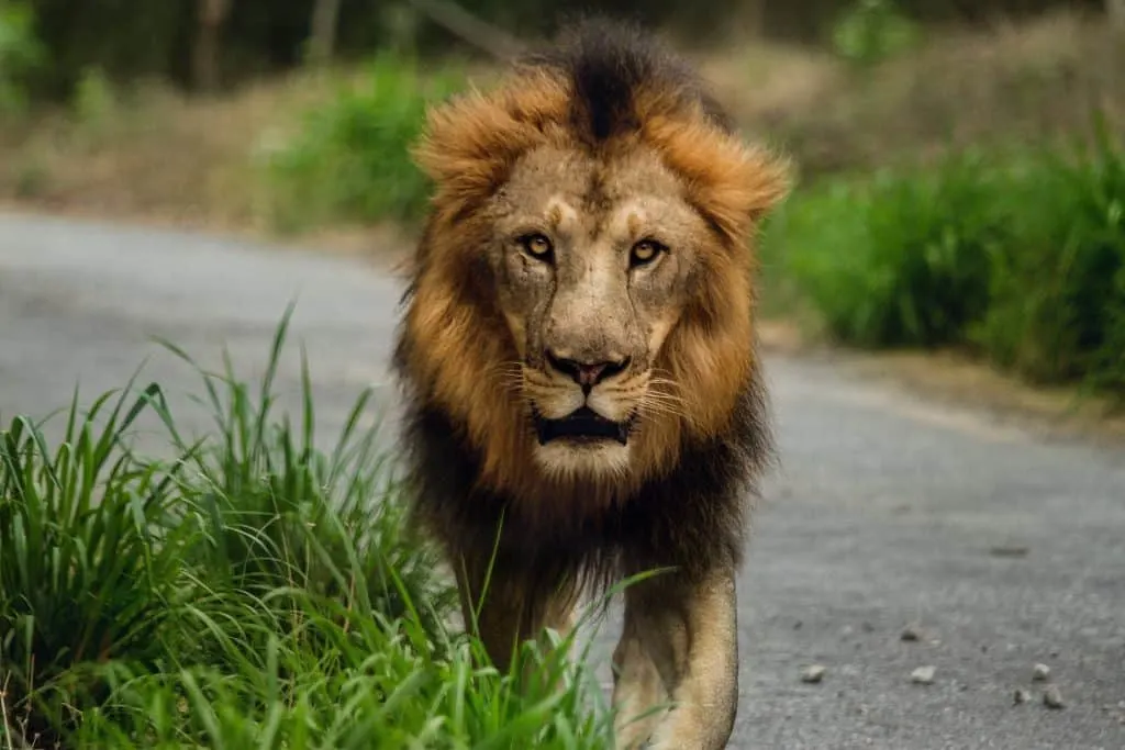 Lion in one of the Jungle lodges and resorts