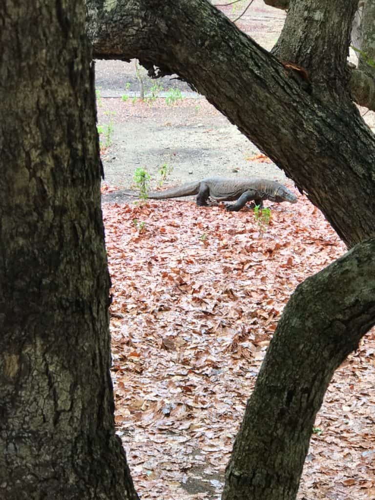 Komodo Dragons Komodo Island Is Worth A Visit