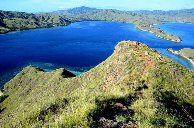 Komodo dragon, Komodo, Komodo island, Pictures of Komodo dragons, komodo dragon island