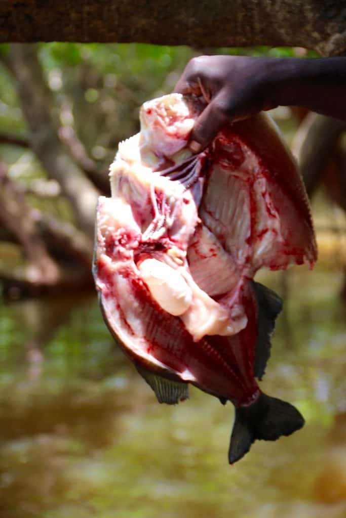 Piranha Fishing, Pirana Fishing, Rivers of South America, Guyana, Amazon River Basin