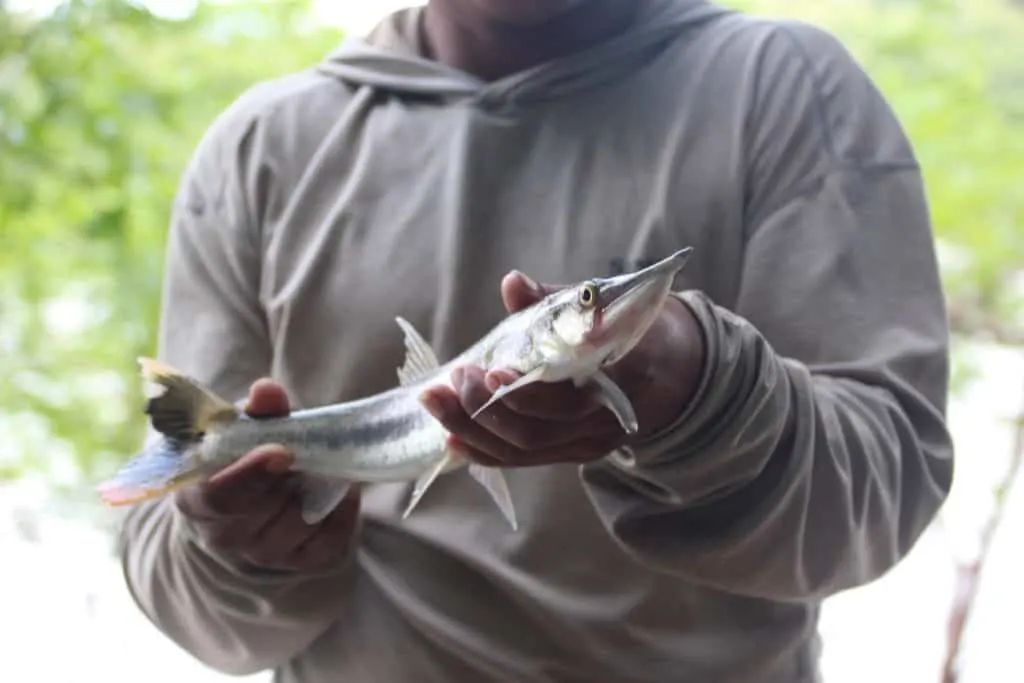 Piranha Fishing, Pirana Fishing, Rivers of South America, Guyana, Amazon River Basin