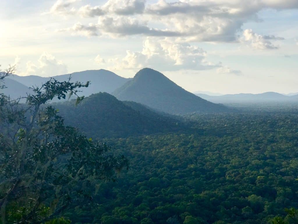 South American Rainforest, Rewa, Amazon Rainforest Facts, Amazon River facts