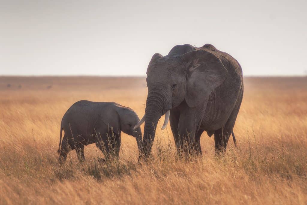 Tanzania Safari