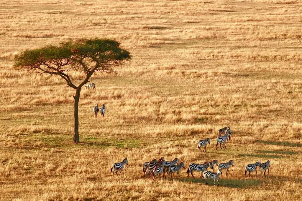 Tanzania Safari,