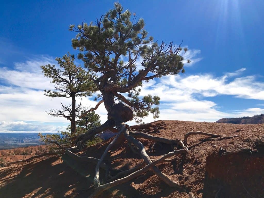 Bryce Canyon Hikes, Bryce Canyon Trails, Bryce Canyon Elevation