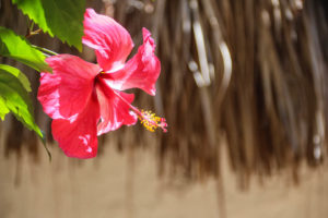 zipolite playa, playa zipolite, zipolite Oaxaca, zipolite mexico, #PlayaZipolite #Zipolite #ZipolitePlaya #Mexico #Oaxaca, oaxaca mexico beaches