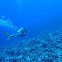 Scuba Diving in Bora Bora, things to do in Bora Bora, What to do in Bora Bora, Bora Bora Holidays, Best Diving in the Caribbean