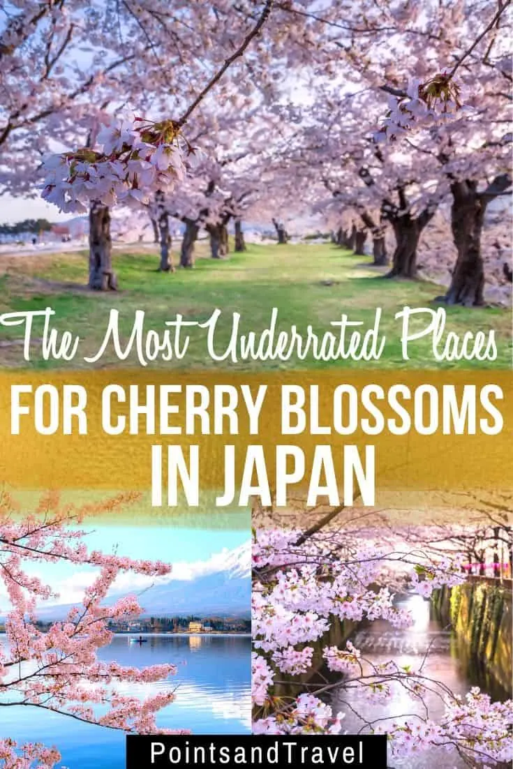 sakura bloom, sakura, cherry blossom festival, Japanese cherry blossom tree, 6 secret spots for sakura in japan, the most underrated places for cherry blossoms in Japan,