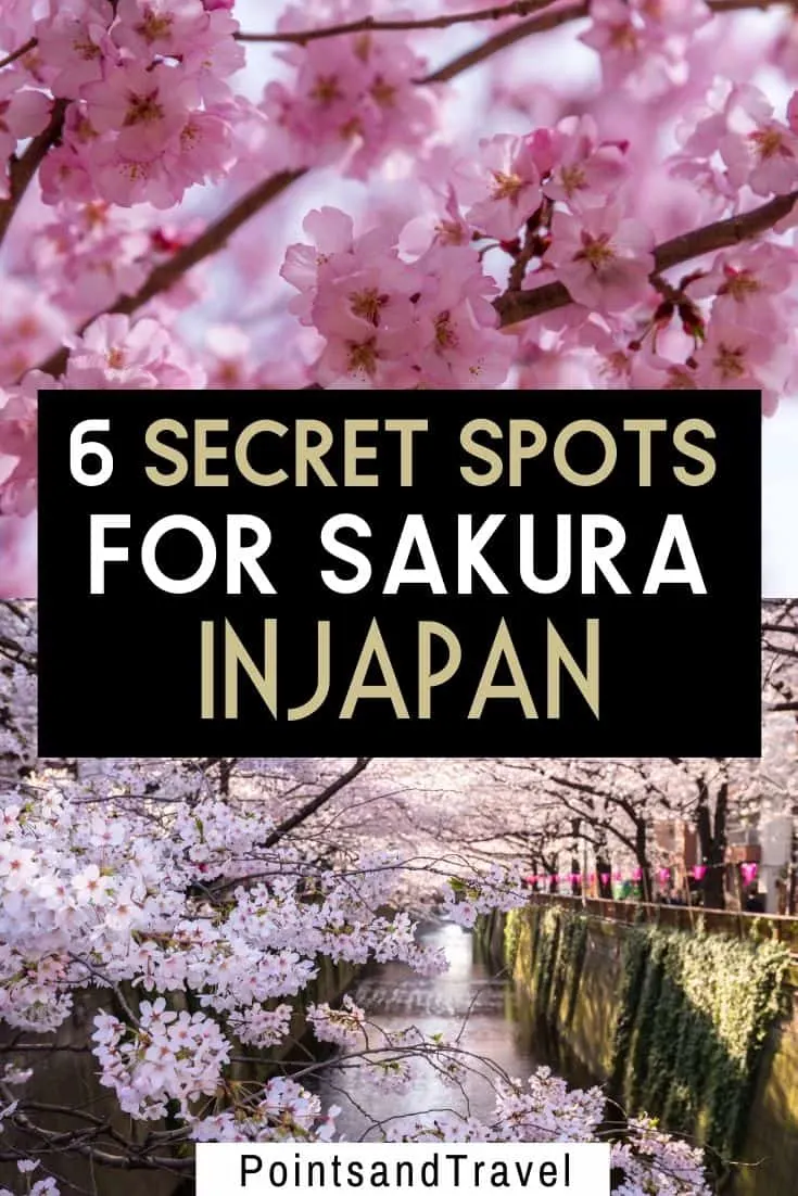 sakura bloom, sakura, cherry blossom festival, Japanese cherry blossom tree, 6 secret spots for sakura in japan, the most underrated places for cherry blossoms in Japan,