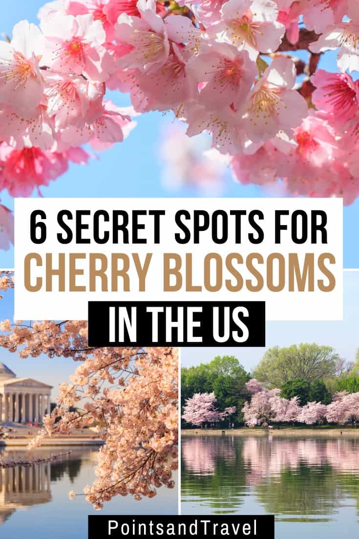 Cherry blossoms meanings, cherry blossoms quotes, cherry blossom branches, cherry blossoms after winter, cherry blossom symbolize, cherry blossom symbolize, cherry blossom festivals, Cherry blossoms d c #CherryBlossoms #Spring #flowers