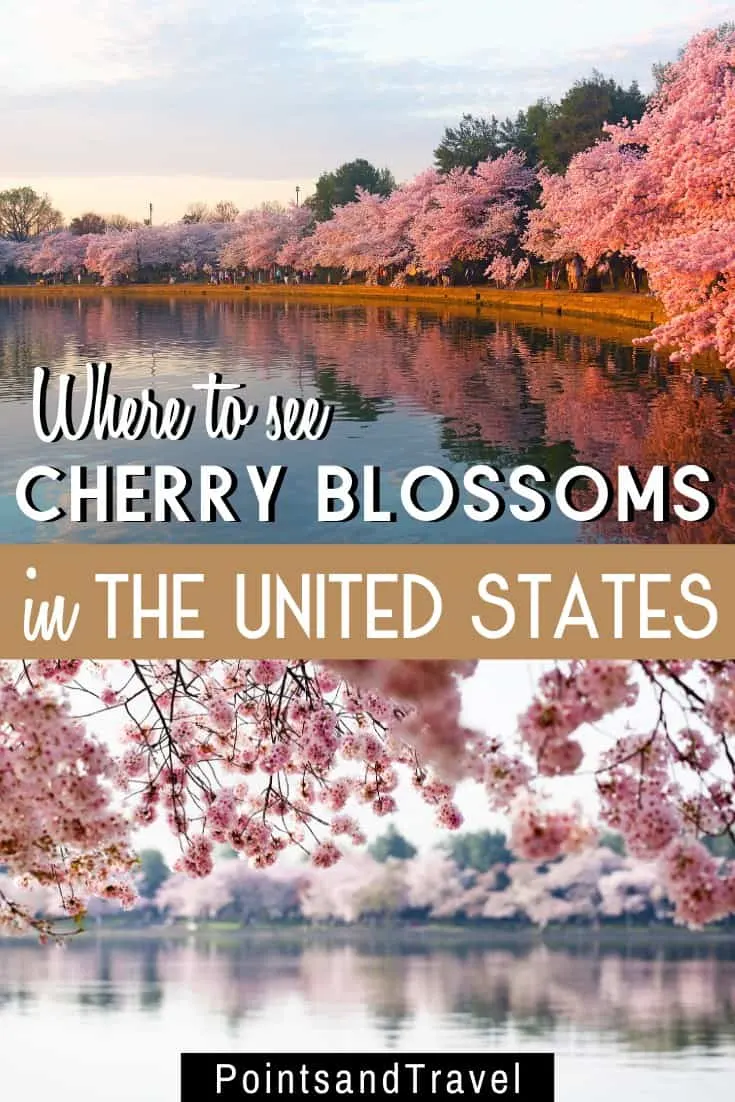 Cherry blossoms meanings, cherry blossoms quotes, cherry blossom branches, cherry blossoms after winter, cherry blossom symbolize, cherry blossom symbolize, cherry blossom festivals, Cherry blossoms d c #CherryBlossoms #Spring #flowers