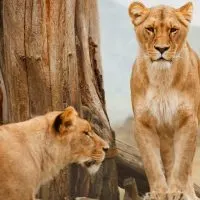 animals on a safari, animals on an African safari, safari animal list, safari animals list, animals you will see on a safari, #Africa #African #safari