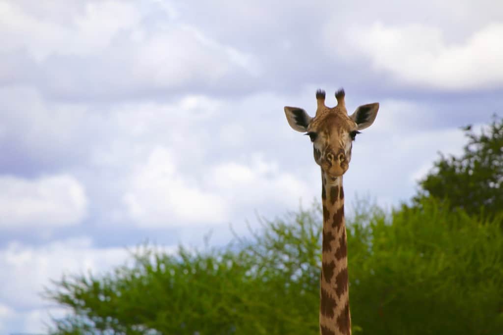 animals on a safari, animals on an African safari, safari animal list, safari animals list, animals you will see on a safari, #Africa #African #safari