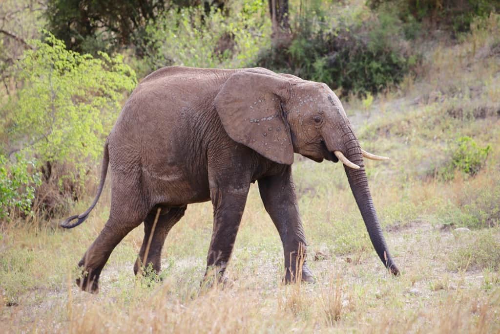 animals on a safari, animals on an African safari, safari animal list, safari animals list, animals you will see on a safari, #Africa #African #safari