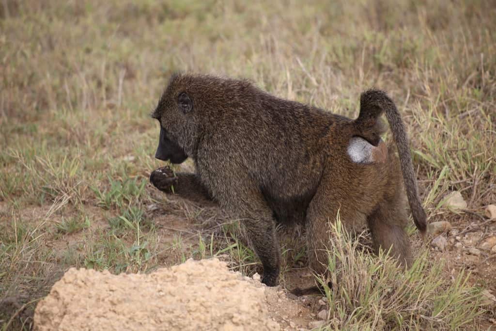 animals on a safari, animals on an African safari, safari animal list, safari animals list, animals you will see on a safari, #Africa #African #safari