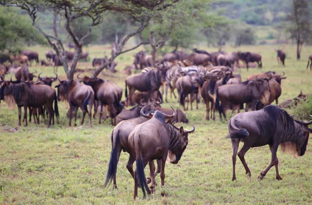 animals on a safari, animals on an African safari, safari animal list, safari animals list, animals you will see on a safari, #Africa #African #safari