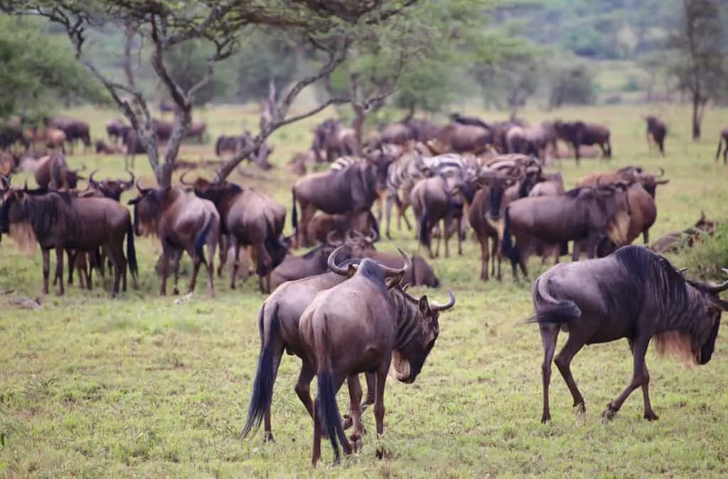 Luxury African safari, Serengeti safari, African adventures, African wildlife safari, luxury safari, visit the Serengeti, #Africa #Serengeti #Safari