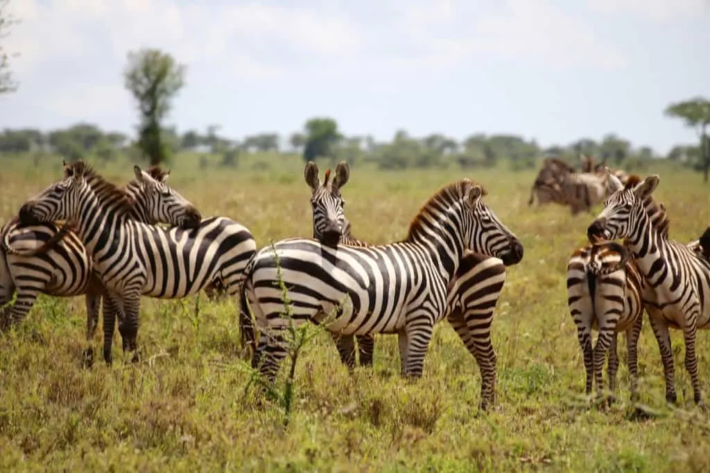 animals on a safari, animals on an African safari, safari animal list, safari animals list, animals you will see on a safari, #Africa #African #safari