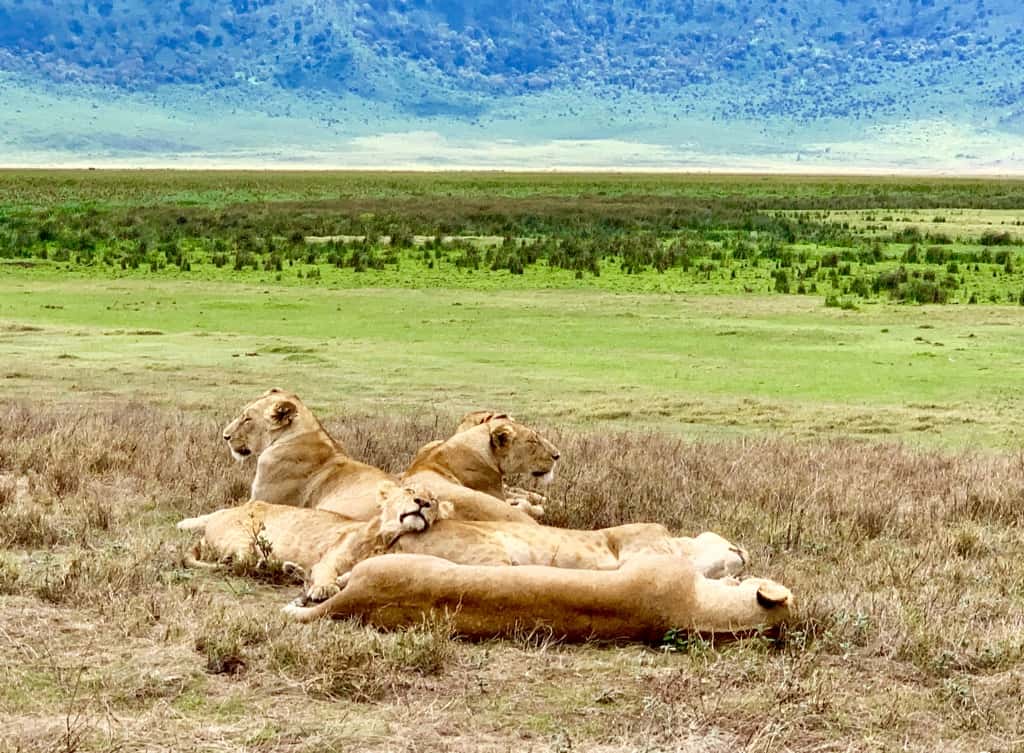 Tanzania itinerary, Tanzania safari itinerary, Kenya and Tanzania safari, Tanzania safari, Tanzania trip, Tanzania holidays, safari and beach holidays, luxury african safari, luxury safari Tanzania, kilimanjaro tour, #Africa #Tanzania