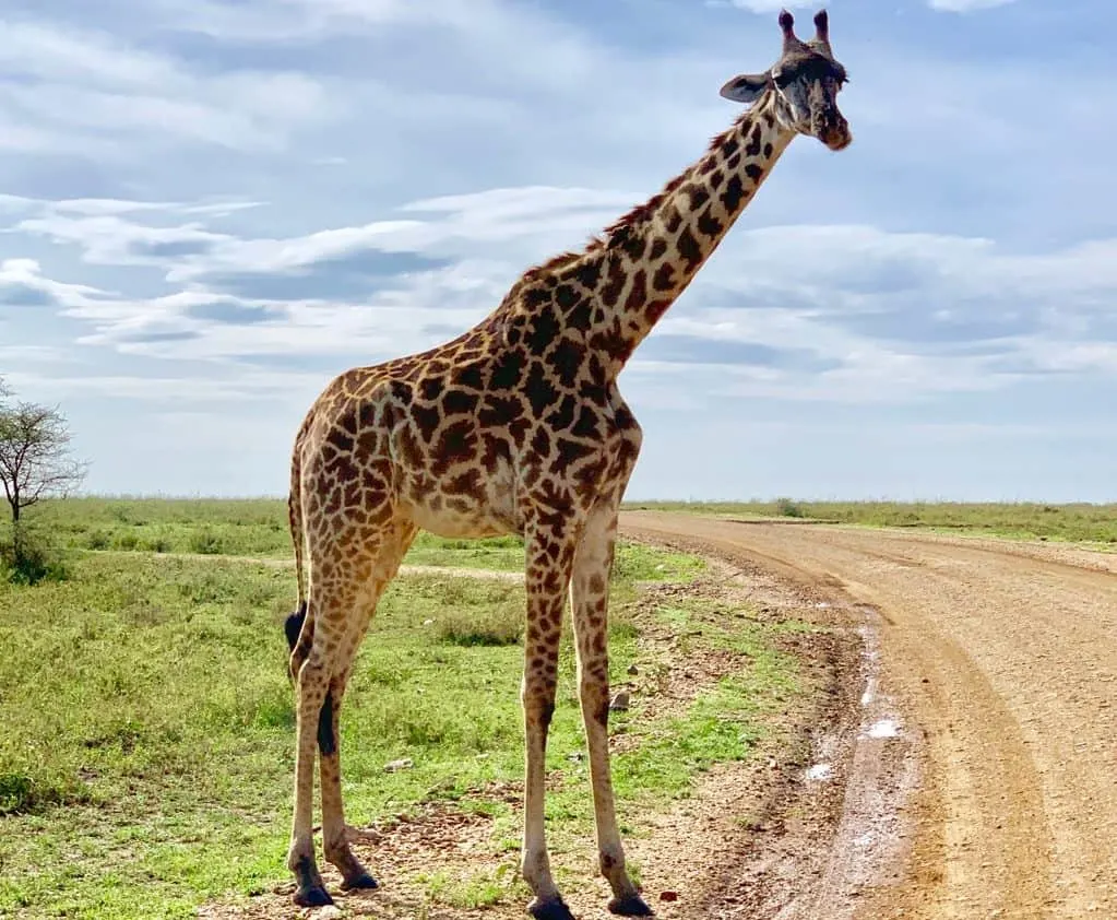 animals on a safari, animals on an African safari, safari animal list, safari animals list, animals you will see on a safari, #Africa #African #safari