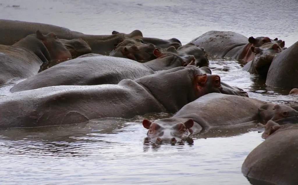 animals on a safari, animals on an African safari, safari animal list, safari animals list, animals you will see on a safari, #Africa #African #safari