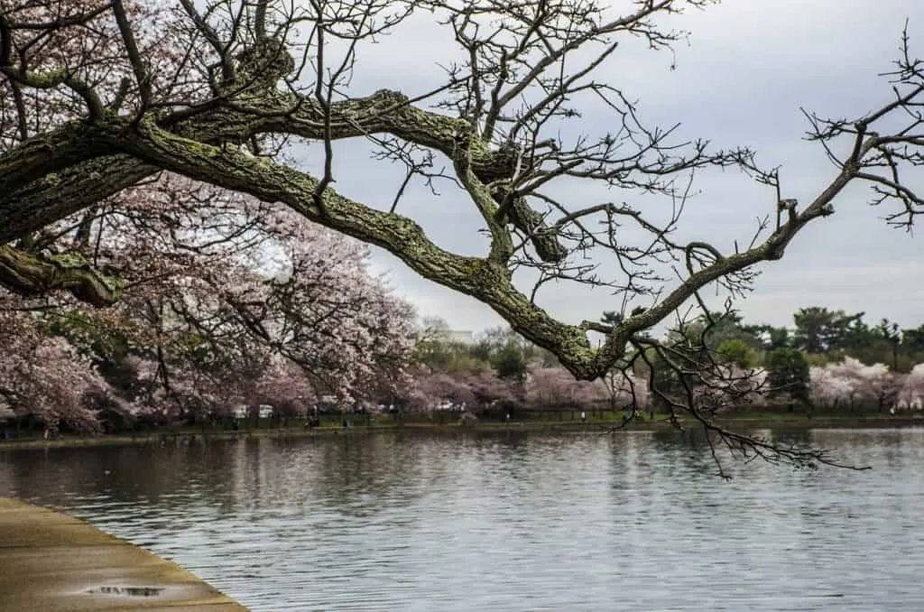 Cherry blossoms meanings, cherry blossoms quotes, cherry blossom branches, cherry blossoms after winter, cherry blossom symbolize, cherry blossom symbolize, cherry blossom festivals, Cherry blossoms d c #CherryBlossoms #Spring #flowers