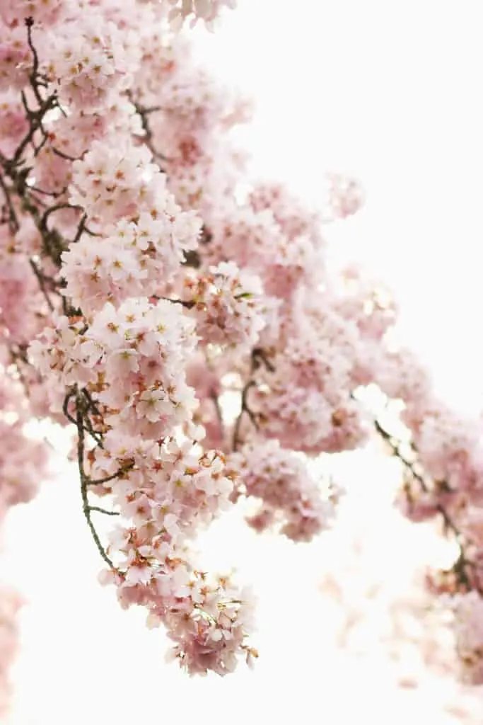 Cherry blossoms meanings, cherry blossoms quotes, cherry blossom branches, cherry blossoms after winter, cherry blossom symbolize, cherry blossom symbolize, cherry blossom festivals, Cherry blossoms d c #CherryBlossoms #Spring #flowers