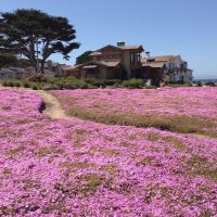 Things to do in Monterey, what to do in Monterey, #Monterey #California #Aquarium