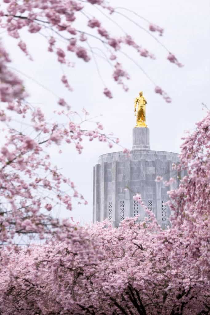 Cherry blossoms are in full bloom around Queens –