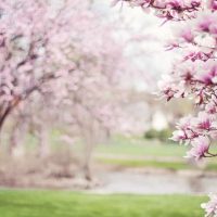 Cherry blossoms meanings, cherry blossoms quotes, cherry blossom branches, cherry blossoms after winter, cherry blossom symbolize, cherry blossom symbolize, cherry blossom festivals, Cherry blossoms d c #CherryBlossoms #Spring #flowers