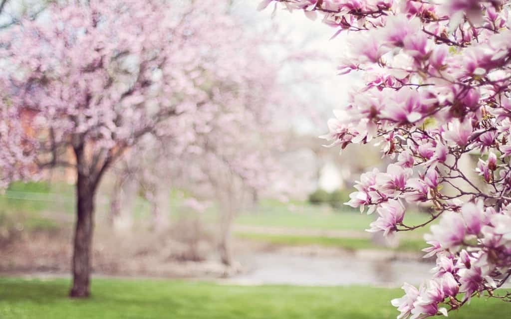 Secret Places to See Cherry Blossoms in the US