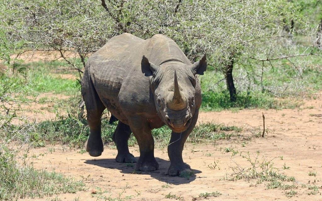 animals on a safari, animals on an African safari, safari animal list, safari animals list, animals you will see on a safari, #Africa #African #safari