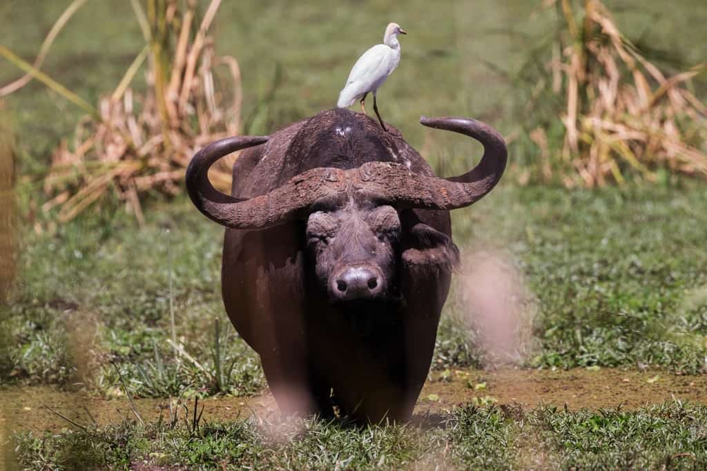 animals on a safari, animals on an African safari, safari animal list, safari animals list, animals you will see on a safari, #Africa #African #safari