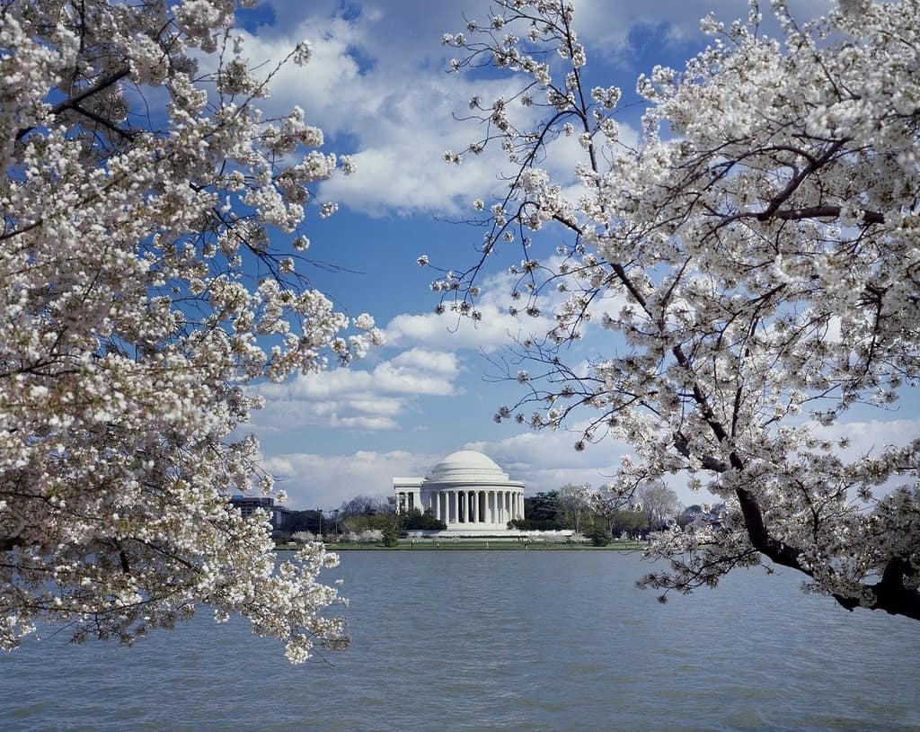 Spring Blooms at the National Cherry Blossom Festival – The Science Survey