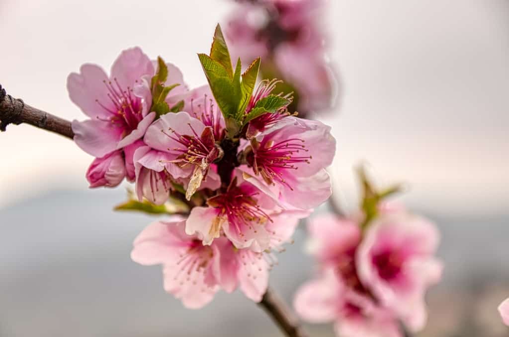 Cherry blossoms meanings, cherry blossoms quotes, cherry blossom branches, cherry blossoms after winter, cherry blossom symbolize, cherry blossom symbolize, cherry blossom festivals, Cherry blossoms d c #CherryBlossoms #Spring #flowers