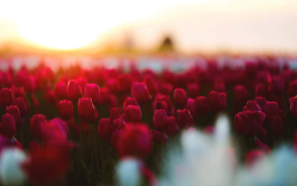 Europe in spring, Europe in the Spring